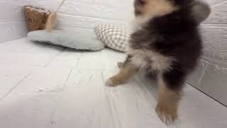 ハーフ犬の動画01