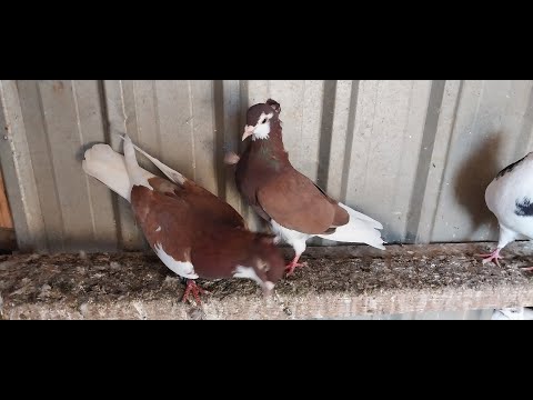 Serbian Highflyers pigeons Melbourne Australia 2023 srpski visokoletaci birds loft