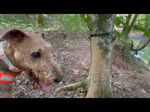 How to Snare a Hog Rub