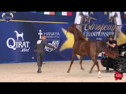 N 46 VA LADY MADHJRA   European Championship 2019   3 Years Old Fillies Class 5