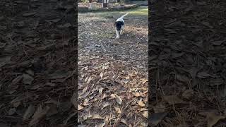 Video preview image #1 Labrador Retriever-Unknown Mix Puppy For Sale in The Woodlands, TX, USA