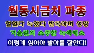 [텃밭농부 2,075]  겨울철의 소중한 녹색채소 월동시금치. 파종하는 방법! #시금치재배