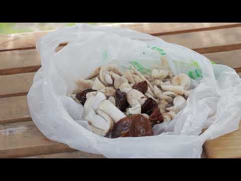 Branje i spremanje gljiva u šumi