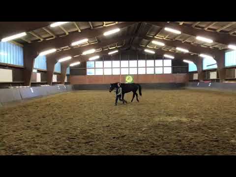 Bodenarbeit mit Pferd Eos