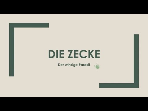 Die Zecke einfach und kurz erklärt