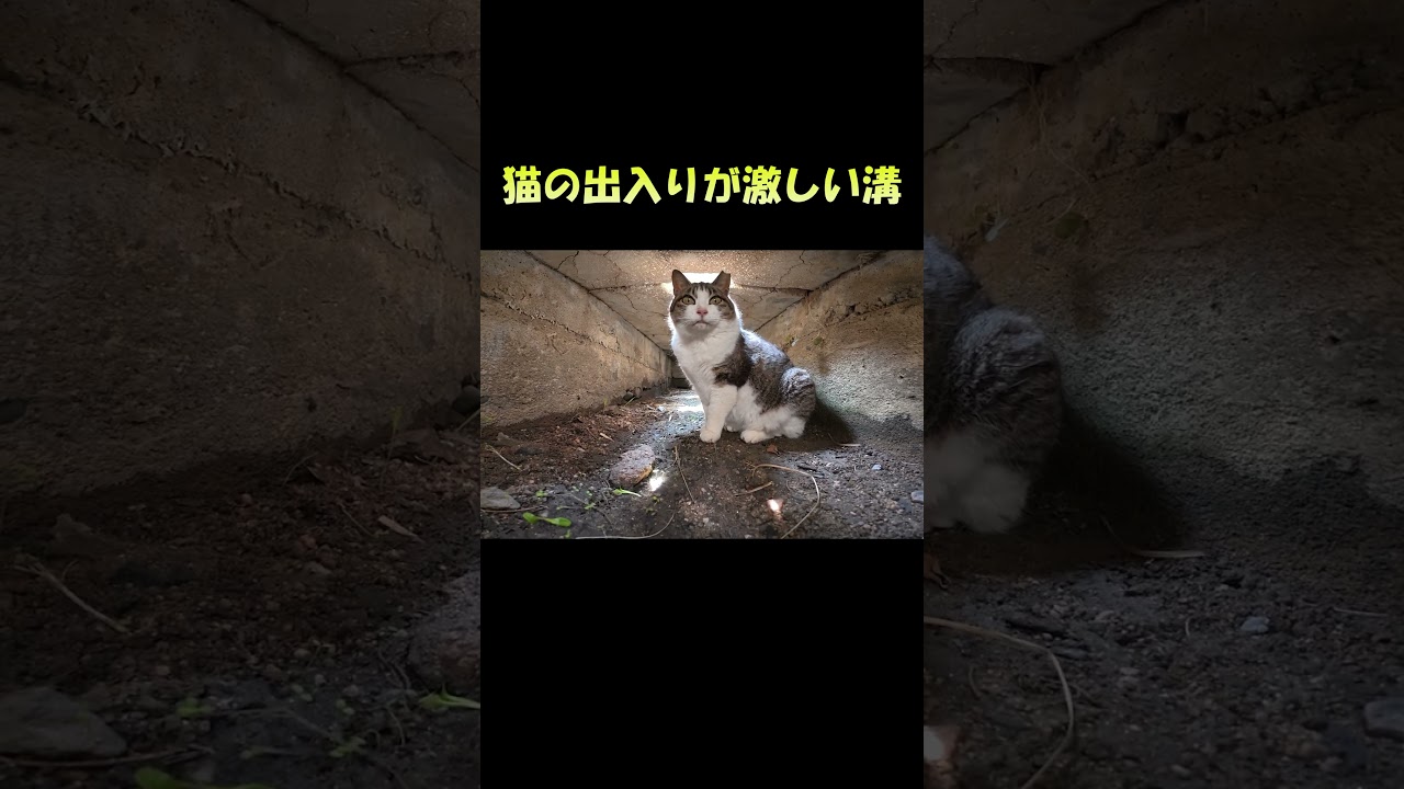 猫の出入りが激しい溝 #猫 #ねこ #cat