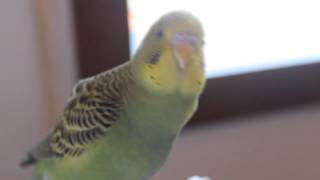 Periquito Curioso (Curious Budgie)