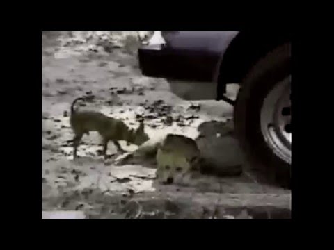 dogs and cats funny compilations