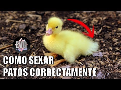 , title : '3 Formas Seguras de Saber si un Pato es macho o hembra'