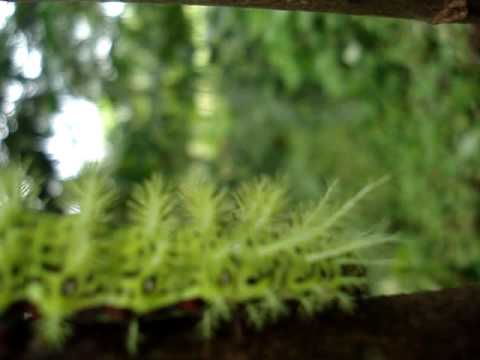 ALIEN BUG ON EARTH!! weird animal from the underworld!