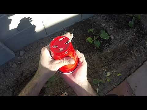 Sunken Rainwater Harvesting Garden Bed: Planting Squash Seedlings and trellising Tomatoes