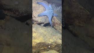 I catching seafood on the seafloor-P1023-4.#fishing #ocean #deepsea #nature #beach