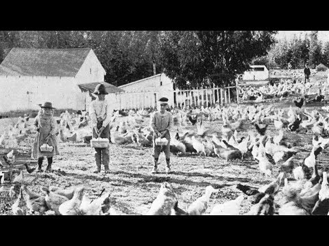 Chicken ranchers of Petaluma