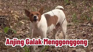 Download lagu Anjing Galak Menggonggong? 🐕‍🦺 Suara Ini Bikin Kamu Takut?! mp3