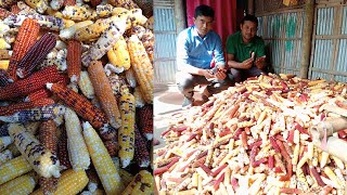 নীলফামারী সদরে রঙিন ভুট্টা চাষ