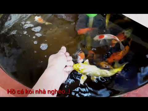 Hồ cá koi mini ( update 28/12/2018 ) Mini Koi Aquarium