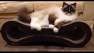 PetFusion Cat Scratcher Lounge - Deluxe Review - ねこ - ラグドール - Floppycats