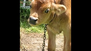 Cattle Call - Eddy Arnold - Leann Rimes