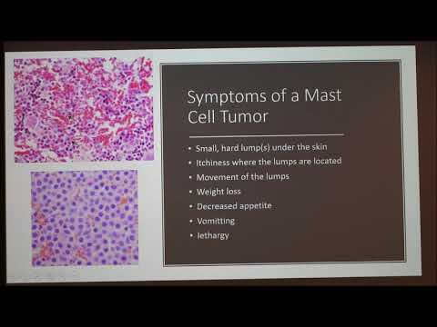 Mast Cells Tumors in Cats