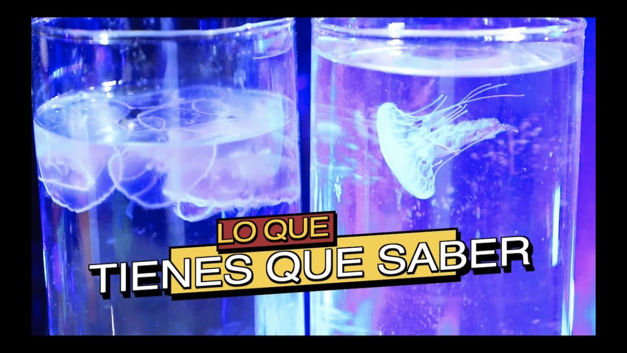 Watch LO QUE NECESITAS PARA TENER MEDUSAS (Podcast) Now LO QUE NECESITAS PARA TENER MEDUSAS (Podcast)