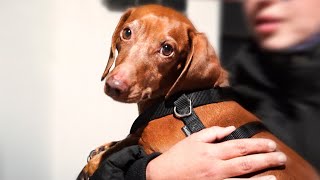 Dog reunited with his family after 2 years stuck in another country!