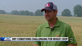 Drought wilts Michigan wheat crop