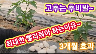 고추추비  최대한 빨리줘야 한번시비로 3개월 지속효과~  고추추비주는시기,중거름,웃거름,고추농사 잘짓는법,고…