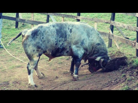 PIRGO U ARENI NA VLASINJU SPREMNO ČEKA DAR MAR KORIDA