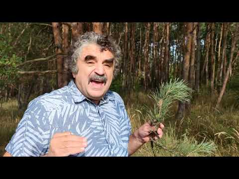 Botanikus a konyhában - 101. Az erdei fenyő