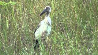 preview picture of video 'A Group of Asian openbill Stork near Kurnool'