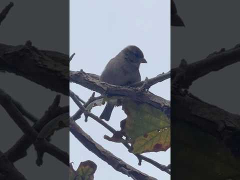 Sparrows Downtown San Francisco