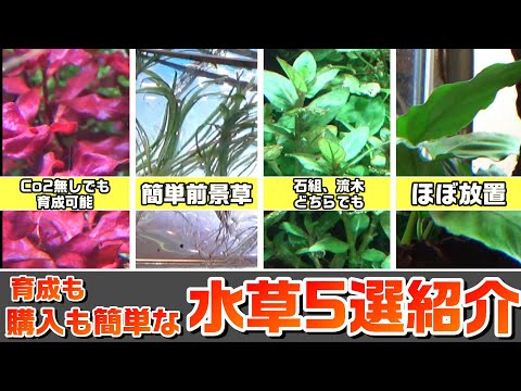 池の水草ベスト５！  庭園