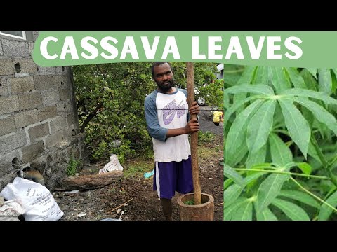 Cooking Comorian Cassava Leaves - The Most Exotic Dish