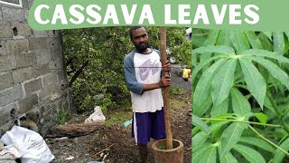 Cooking Comorian Cassava Leaves - The Most Exotic Dish