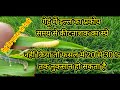 There Is A Caterpillar Infestation In Wheat Spray Emmamectin Benzoate 5 Wheat Caterpillar I