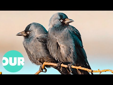 The Loyal And Charming Side Of The Jackdaw | Our World