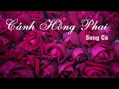 Karaoke Cánh Hồng Phai (Song Ca Nhạc Phối)_Karaoke Phúc Nguyễn