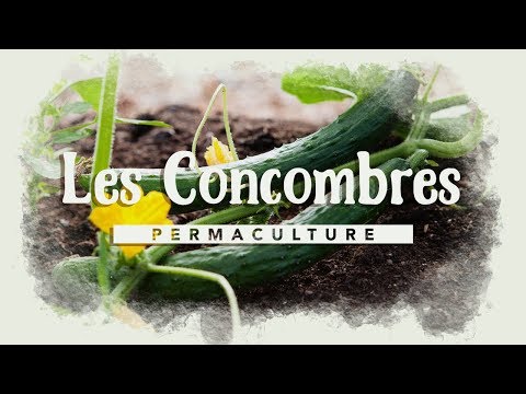 , title : 'Tout savoir sur la culture du concombre!!! #permaculture'