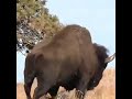 Hunting Buffalo with a Lever-Action Rifle: Slow Motion Shot Once In A Lifetime  #hunting