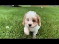 Cavapoo dogs for sale: Lulu - Video 1
