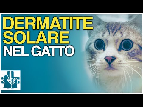 Solar dermatitis in cats