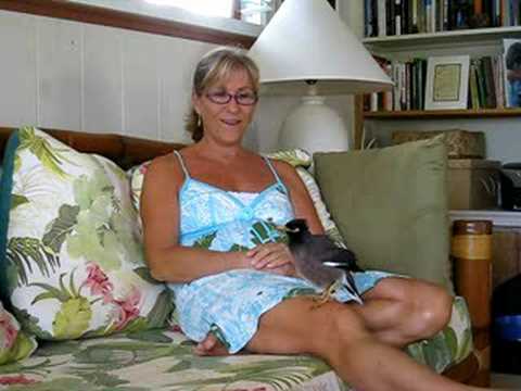 Amazing talking Mynah :conversation 1 with "Kaleo"