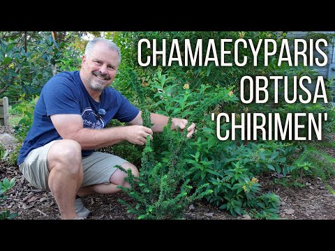 Chamaecyparis obtusa 'Chirimen'