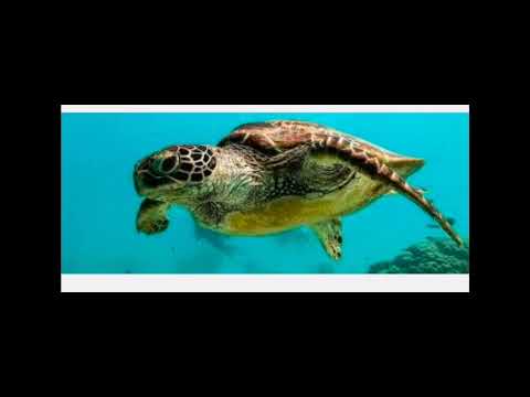 voyage de nyamba. 01.