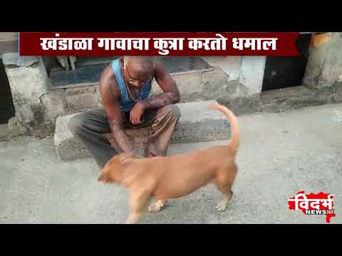 Murtijapur | खंडाळा गावाचा कुत्रा करतो धमाल
