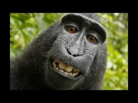 サルの自撮り写真訴訟：写真家は最終和解を望んでいる