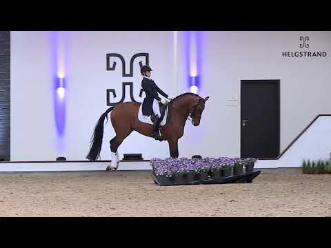 Valverde by Vitalis / Ampére – stallion born 2014 (GER)