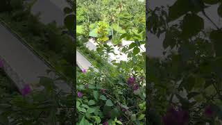 Download lagu 🇵🇦 Travelogue- Gamboa Rainforest Reserve #panama #rainforest #nature #hummingbird #gamboa mp3