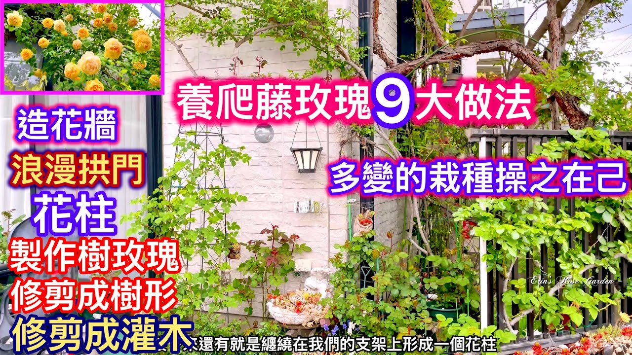 【爬藤玫瑰技巧】9大做法！讓你自由操控爬藤玫瑰的特性！浪漫造景與花開都不再是夢#Erin玫瑰花園