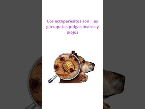 si tú mascota tiene estos comportamientos puede tener ectoparasitós